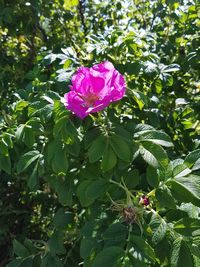 Close-up of pink flowers blooming outdoors