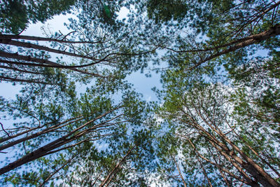 Low angle view of trees against sky