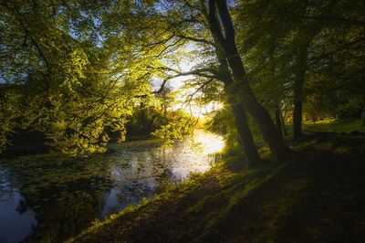 Scenic view of trees in forest