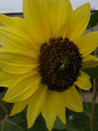 Close-up of sunflower