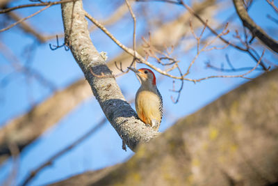 Low angle view of bird perching on branch