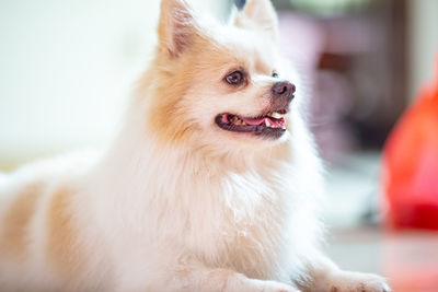 Close-up of a dog looking away