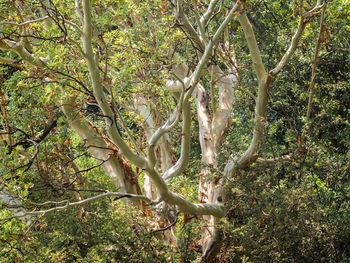 Low angle view of trees in forest