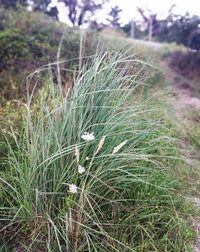 Close-up of grass growing on field
