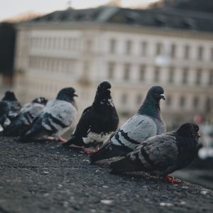 Pigeons sitting on wall in city