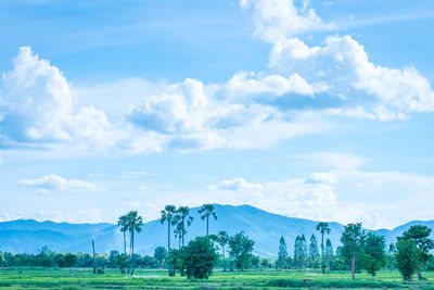 Trees on field against sky