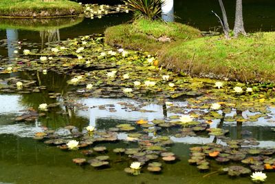 Lotus water lily in lake