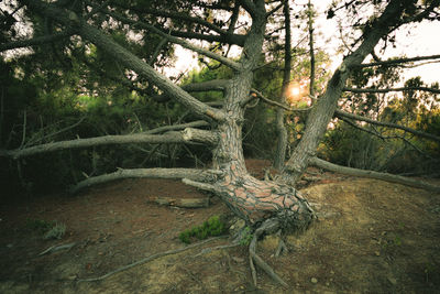 Trees in forest