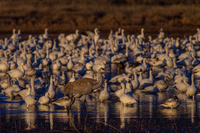 Flock of birds in lake
