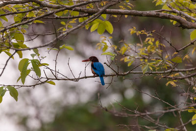 Bird perching on branch