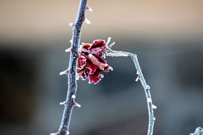 Close-up of frozen plant