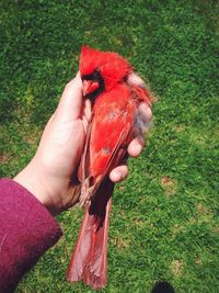 Cropped image of hand holding rose