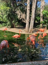 View of birds in lake