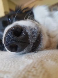 Close-up of dog sleeping at home