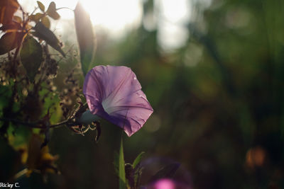 Close-up of pink flowering plant