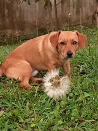 Portrait of dog relaxing on field