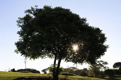 Trees on field against clear sky