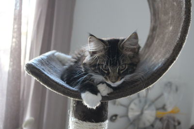 Close-up of cat lying on scratching post