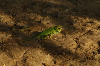 High angle view of a lizard