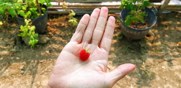 Close-up of hand holding seed plant