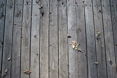 High angle view of dry leaves on wooden wall