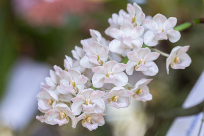 Close-up of white flowers