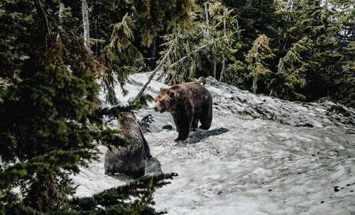 A pair of grizzly bears in a snowy forest clearing