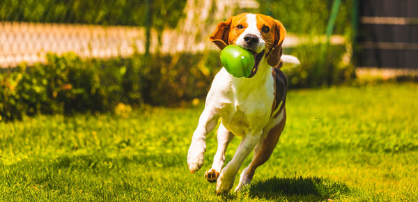 Dog running on field