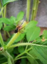 Close-up of bee on leaf