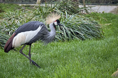 Side view of a bird on field