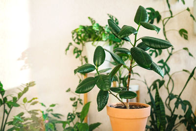 Close-up of potted plant on table
