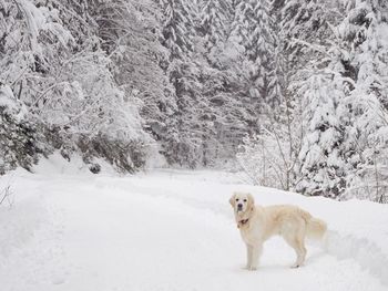 Dog on snow covered trees