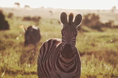 Close-up portrait of zebra standing on field during sunny day