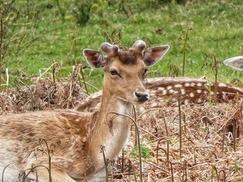 Portrait of deer on field