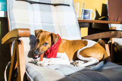 Dog relaxing on table at home