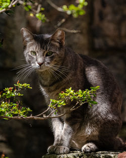 Portrait of a cat