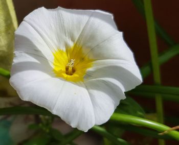 Close-up of white flower blooming outdoors
