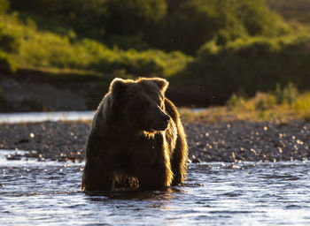 Single big brown bear standing in the backlight of the low afternoon sun in a shallow river