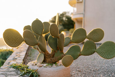 Close-up of plant against white background