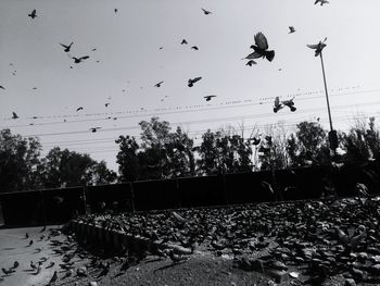 Low angle view of birds flying against clear sky