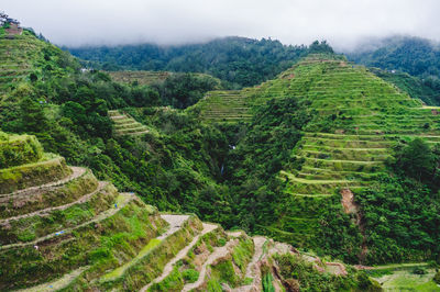 High angle view of vineyard against sky