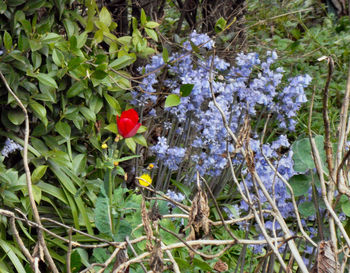 Close-up of red flowers