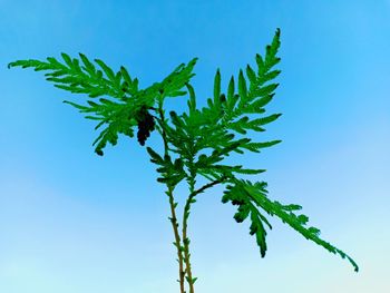 Low angle view of plant against clear blue sky