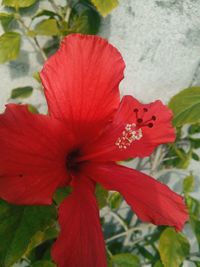 Close-up of red hibiscus blooming outdoors