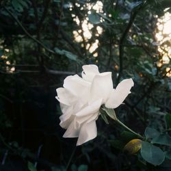 Close-up of flower blooming outdoors