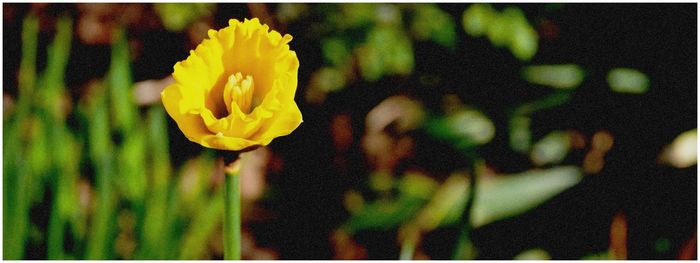 Close-up of yellow flower