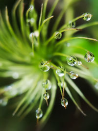 Close-up of water drops on plant