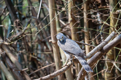 Close-up of bird perching on branch