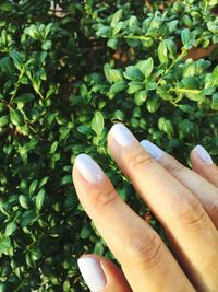 Close-up of hand on plant