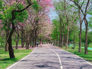Rear view of people walking on road amidst trees in park